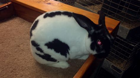 Oklahoma rabbits for sale - For Sale "bunnies" in Tulsa, OK. see also. Holland Lop Bunnies. $0. ... Rabbits Flemish California and New Zealand. $123. Muskogee GORGEOUS ESTATE-MOVING SALE. $0 ... 